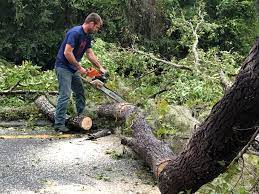 How Our Tree Care Process Works  in  Running Springs, CA