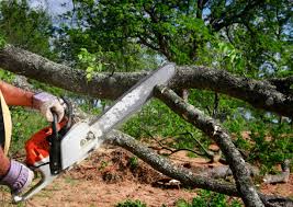 Best Tree and Shrub Care  in Running Springs, CA